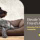 Elevate Your Furry Friend's Rest: Enhancing Their Sleeping Area with Accessories